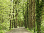 Pastoor Ossestraat | Nijreesbos